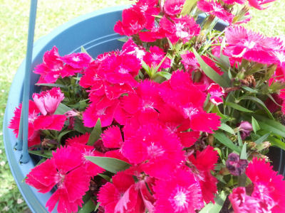 Fuchsia-colored Dianthus