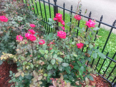 Red roses along ornamental fence