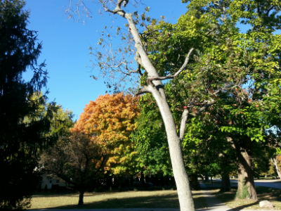 Look, this tree has already lost its leaves