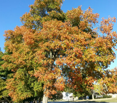 Somebody's going to have fun raking all these leaves