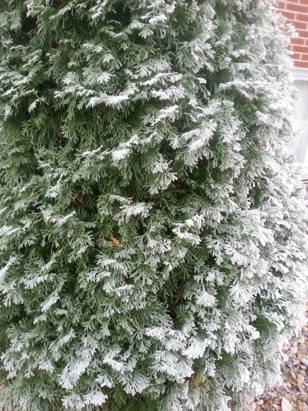 Arborvitae, which grows tall and cone-shaped and stays green all winter