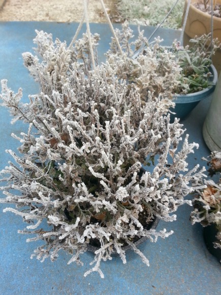 Poor chrysanthemum is wearing a new colored dress!