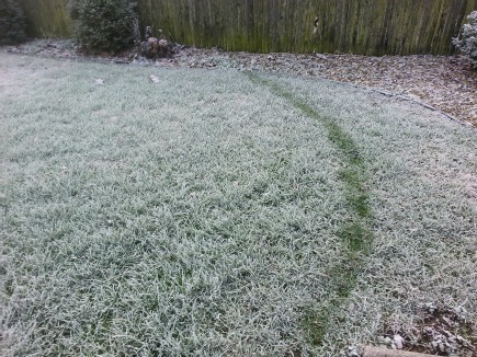 Dallas left these tracks in the yard