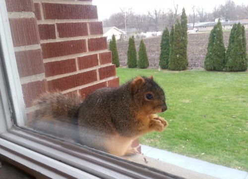 squirrel_on_sill