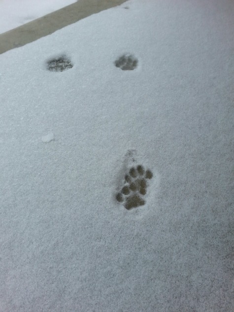 pawprints