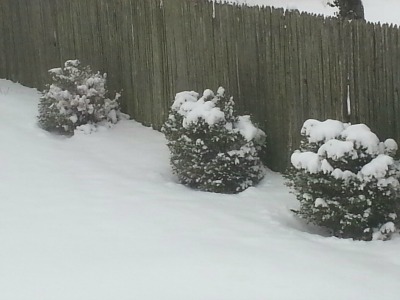 snow_bushes16
