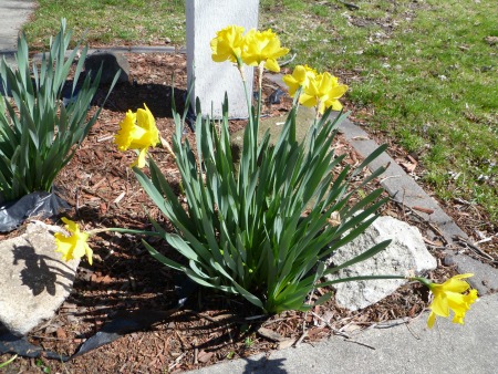 Who doesn't love Daffodils? Mine aren't blooming yet, so I snapped a neighbor's patch!