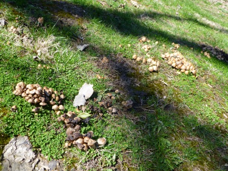 Who invited Mushrooms to the party??