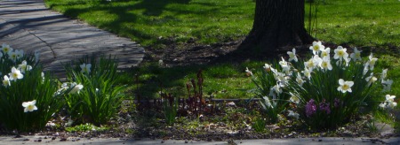 More Daffodils, along with some bulb flowers yet to burst forth