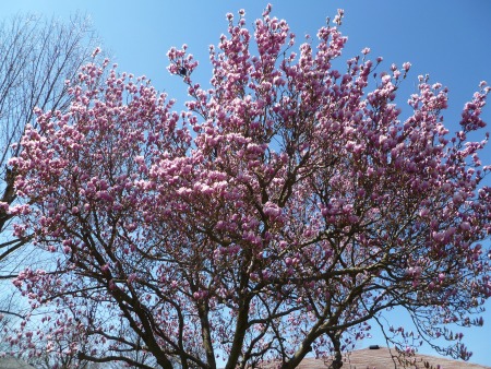 Pink magnolia against a blue sky