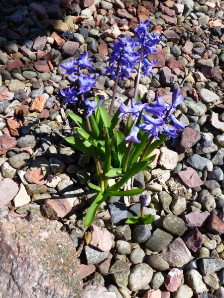 There's an entire row of these blue Hyacinths, and the scent is heavenly!