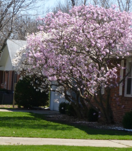 Aren't these pretty? One is white; the other, a delicate pink