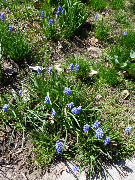 Don't know what these are either, but there was a whole row of them