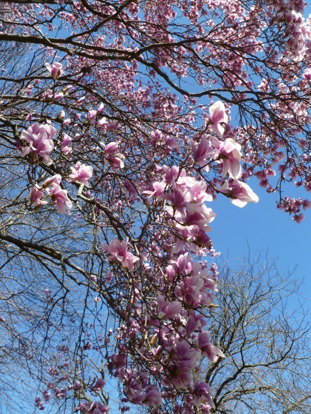 Magnolia branch up close
