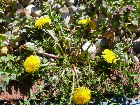Dandelions!!