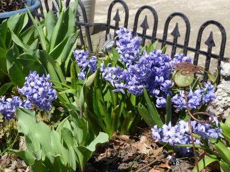 One house had an entire row of these blue Hyacinths, and the scent was intoxicating!