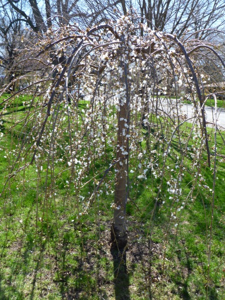 Weeping Cherry begins to bud