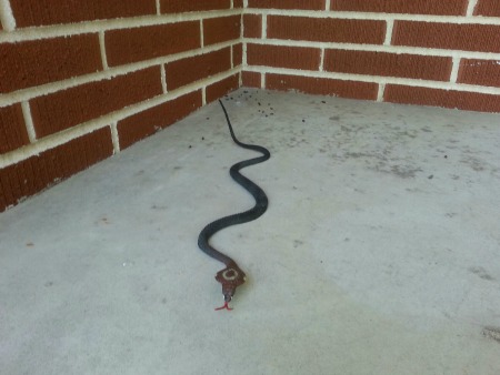 fake_snake