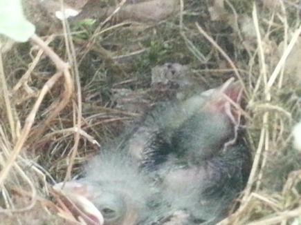 baby_birds