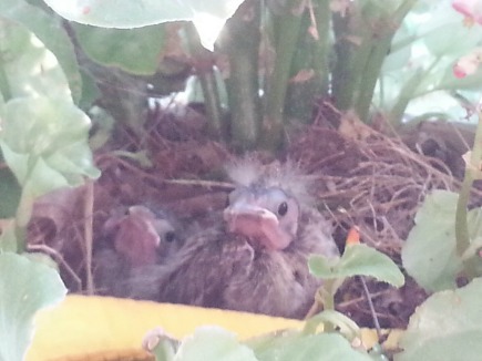 baby_birds1
