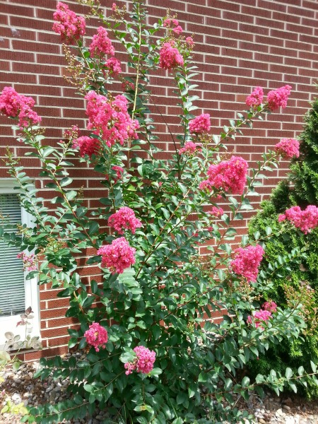 Watermelon-colored Crepe Myrtle