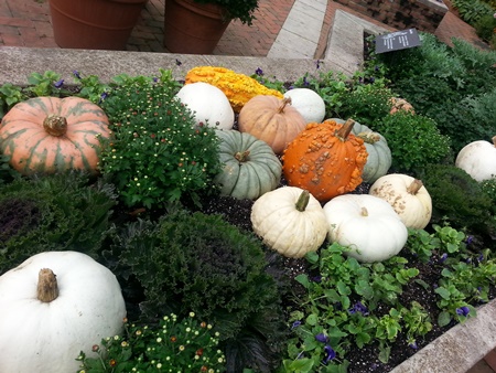 Pumpkins -- not growing like this, but merely for display purposes