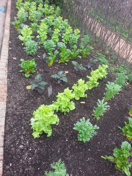 Veggies lined up like soldiers