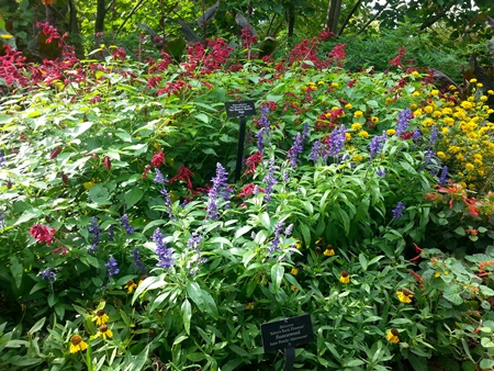 Sneezeweed (something in the Aster family)