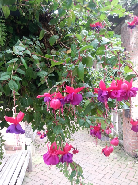 Fuschia in immense hanging baskets