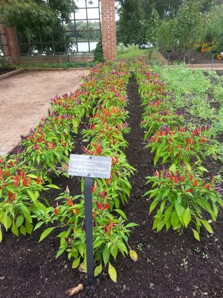 Ornamental peppers