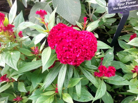 Spur flower ( a member of the Mint family)