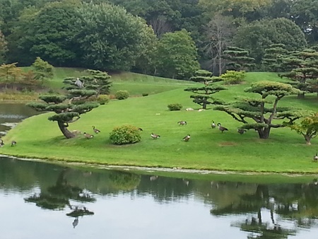 Bonsai trees, geese, greenery, and water